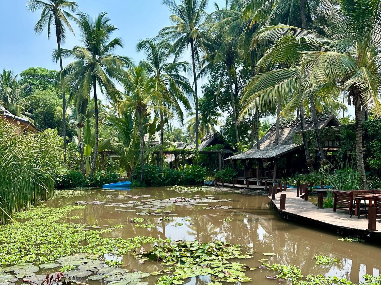View on a pond with nenuphars
