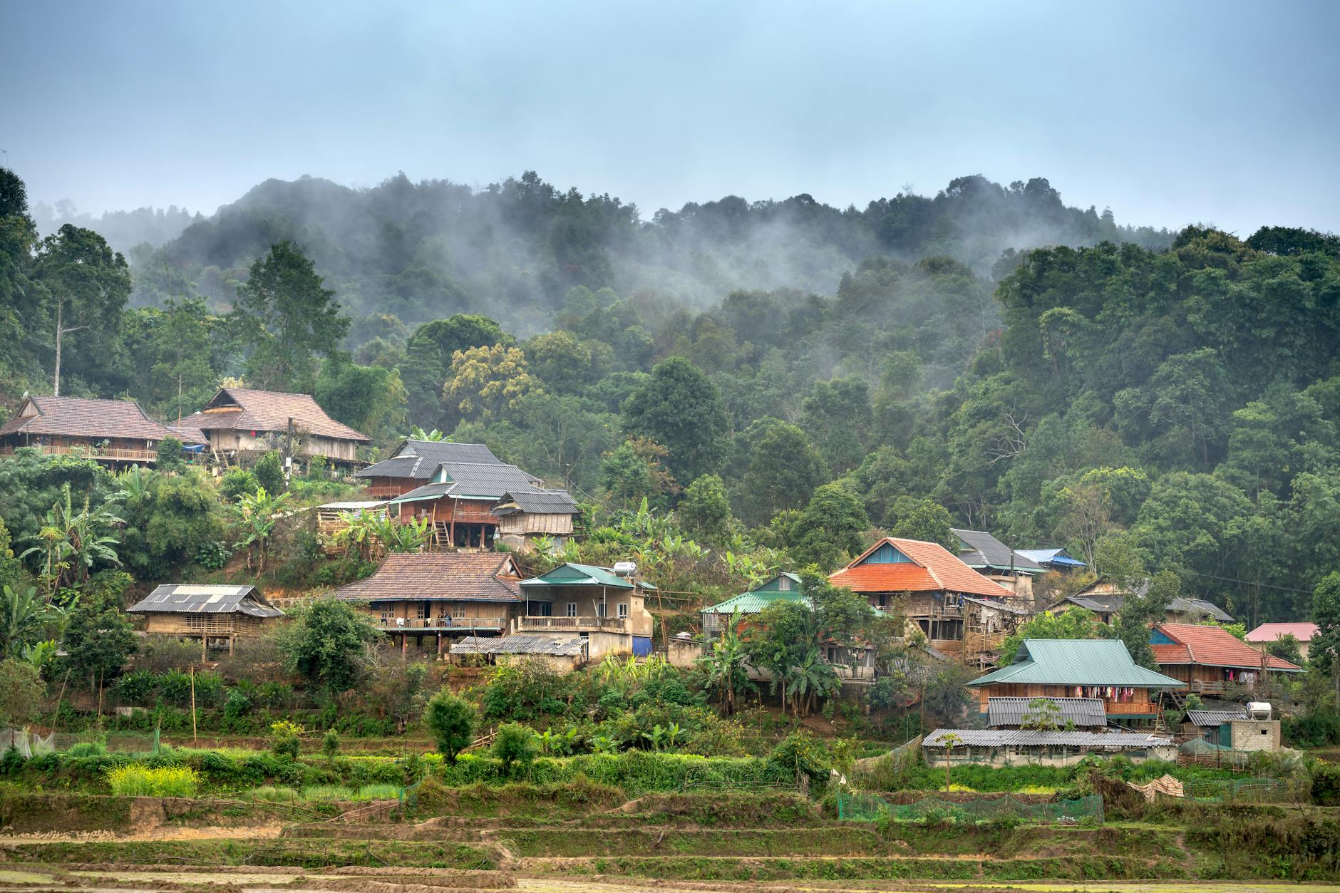 green trees and houses under the thick fog