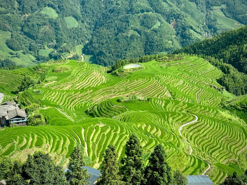 Aerial view of lush green rice terraces sprawling across a mountainous landscape in Longji, Guangxi, China.