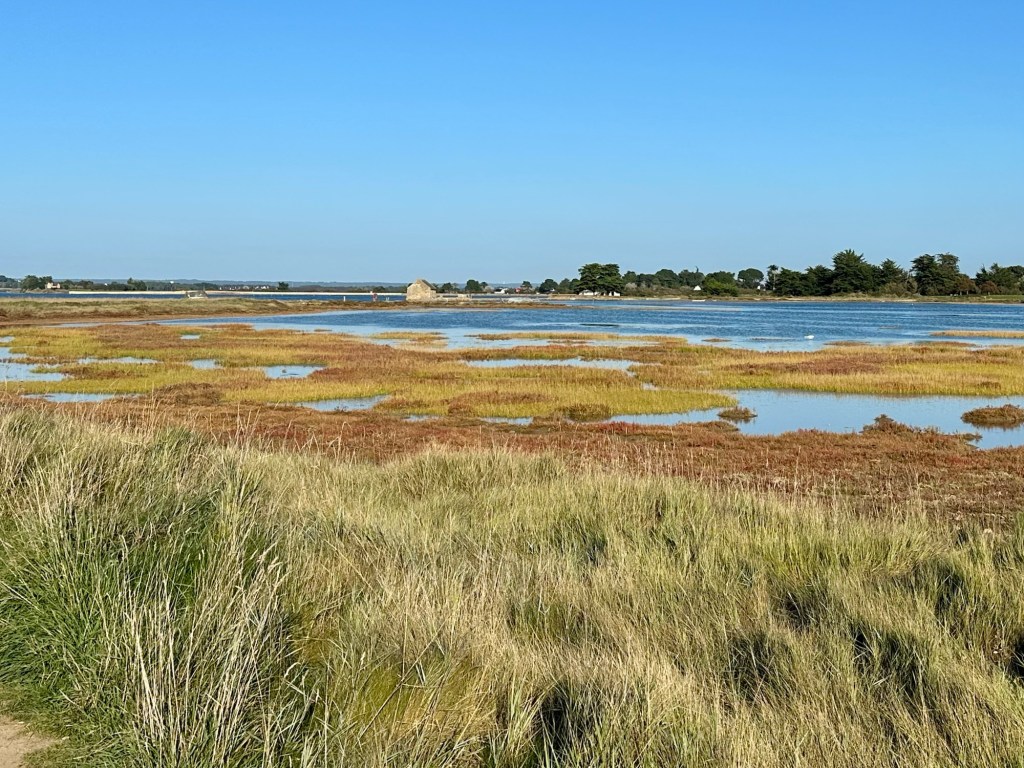 Vue d'un marais avec des herbes hautes et des reflets dans l'eau sous un ciel bleu.