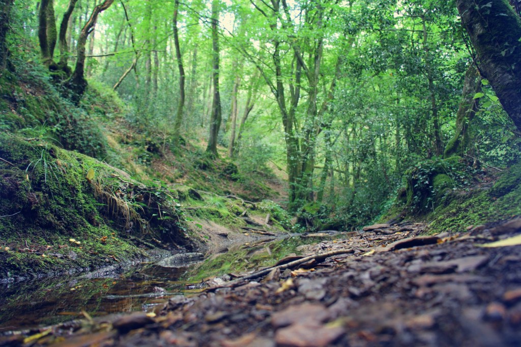 Un chemin forestier verdoyant avec des arbres luxuriants et une petite rivière, évoquant une atmosphère paisible et naturelle.